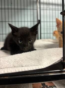 Domestic Short Hair Cats Available for Adoption - Bramble | PetCurious