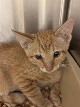 A123074 -  Domestic Short Hair Cat for Adoption in West Valley City, Utah - A123074 | PetCurious