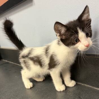 Rescue Domestic Short Hair Cats for Adoption in Port Charlotte, Florida - Shock | PetCurious
