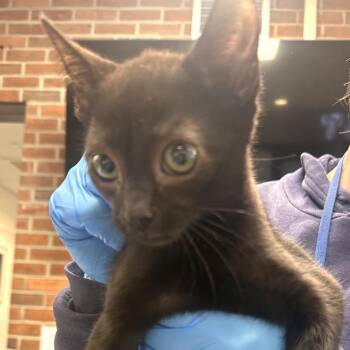 Domestic Short Hair Cats Available for Adoption in Allentown, Pennsylvania - Espresso | PetCurious