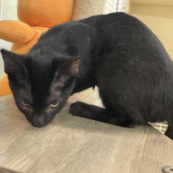 Pazole -  Domestic Short Hair Cat for Adoption in Garfield, Arkansas - Pazole | PetCurious