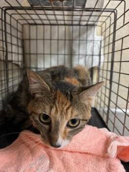 Bean -  Domestic Short Hair Cat for Adoption in Honolulu, Hawaii - Bean | PetCurious
