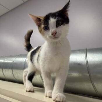 Paula -  Domestic Short Hair Cat for Adoption in Cooperstown, New York - Paula | PetCurious
