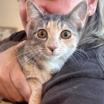 Willow Taylor -  Dilute Calico and Domestic Short Hair Cat for Adoption in Friendswood, Texas - Willow Taylor | PetCurious