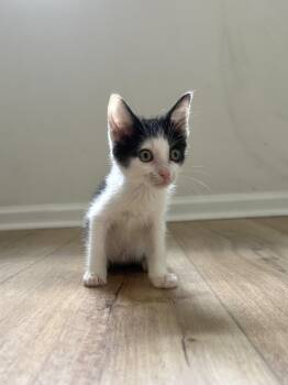 Buzz Lightyear -  Domestic Short Hair Cat for Adoption in Columbia, South Carolina - Buzz Lightyear | PetCurious