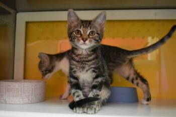 Augusta -  Domestic Short Hair Cat for Adoption in Kansas City, Missouri - Augusta | PetCurious