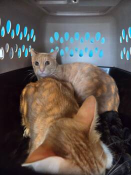 Oscar P -  Domestic Short Hair Cat for Adoption in Bossier City, Louisiana - Oscar P | PetCurious
