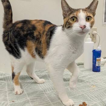 Torterra -  Domestic Short Hair Cat for Adoption in Oshkosh, Wisconsin - Torterra | PetCurious