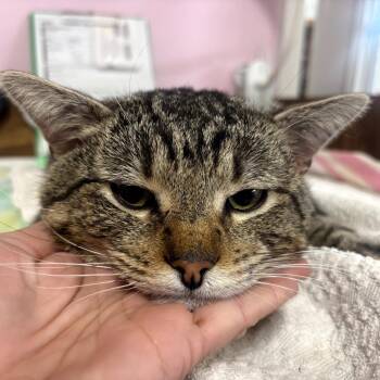 Domestic Short Hair Cats Available for Adoption - Archie | PetCurious