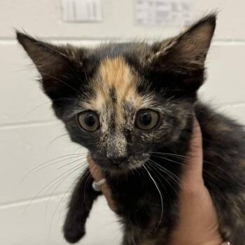 Beauty - Chow Hound Northland -  Domestic Short Hair Cat for Adoption in Grand Rapids, Michigan - Beauty - Chow Hound Northland | PetCurious