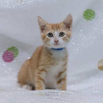 Quasar-C -  Domestic Short Hair Cat for Adoption in East St. Louis, Illinois - Quasar-C | PetCurious