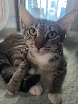 Rescue Domestic Short Hair Cats for Adoption in Wellington, Kansas - Freya | PetCurious