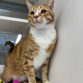 Jalapeno (ID 45878) -  Domestic Short Hair Cat for Adoption in Manassas, Virginia - Jalapeno (ID 45878) | PetCurious