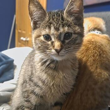 Rescue Domestic Short Hair Cats for Adoption in Buffalo, Minnesota - Lemon | PetCurious