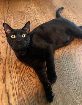 Peter Somers -  Domestic Short Hair Cat for Adoption in Morrison, Colorado - Peter Somers | PetCurious