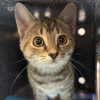 Jelly -  Domestic Short Hair Cat for Adoption - Jelly | PetCurious