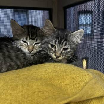 Pepper -  Domestic Short Hair Cat for Adoption in New York, New York - Pepper | PetCurious