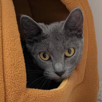 Lulu -  Domestic Short Hair Cat for Adoption in Philadelphia, Pennsylvania - Lulu | PetCurious