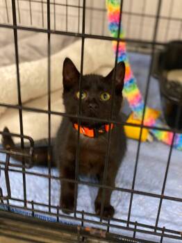 Thackery Binx -  Domestic Short Hair Cat for Adoption in Lewistown, Pennsylvania - Thackery Binx | PetCurious