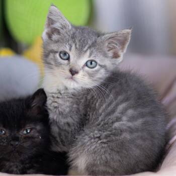 Scarlett -  Domestic Short Hair Cat for Adoption in Wilmington, Delaware - Scarlett | PetCurious