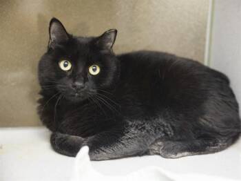 REMI -  Domestic Short Hair Cat for Adoption in Phoenix, Arizona - REMI | PetCurious