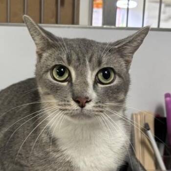 Rescue Domestic Short Hair Cats for Adoption in New York, New York - Ceaser | PetCurious