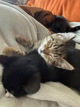 Rescue Domestic Short Hair Cats for Adoption in Fort Collins, Colorado - Arby | PetCurious