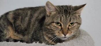 Charlie -  Domestic Short Hair Cat for Adoption in Mokena, Illinois - Charlie | PetCurious