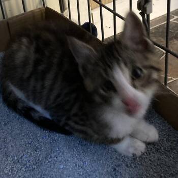 Domestic Medium Hair Cats Available for Adoption in Marion, Illinois - Maverick | PetCurious