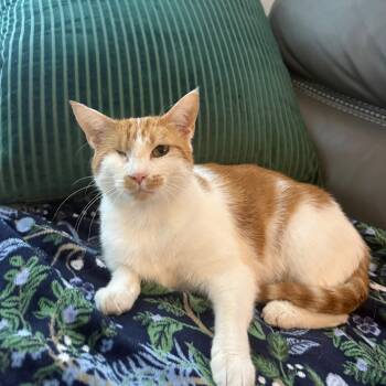 Amber -  Domestic Short Hair Cat for Adoption in Sandy Springs, Georgia - Amber | PetCurious