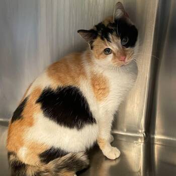 Rescue Domestic Short Hair Cats for Adoption in Warwick, Rhode Island - Paloma | PetCurious