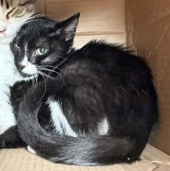 Asteroid -  Domestic Short Hair Cat for Adoption in Springfield, Illinois - Asteroid | PetCurious