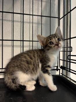 Cheeto -  Domestic Short Hair Cat for Adoption in Metter, Georgia - Cheeto | PetCurious