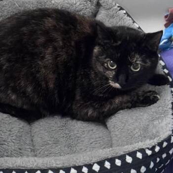 Domestic Short Hair Cats Available for Adoption - Nebula | PetCurious