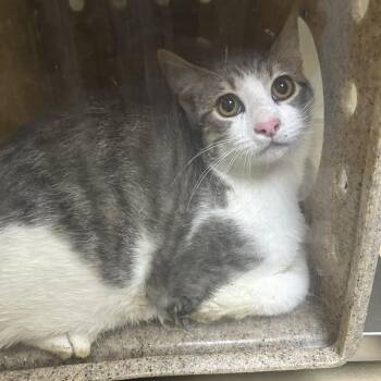Alleyway -  Domestic Short Hair Cat for Adoption in Cheyenne, Wyoming - Alleyway | PetCurious