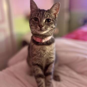 Domestic Short Hair Cats Available for Adoption in Philadelphia, Pennsylvania - Lucinda | PetCurious