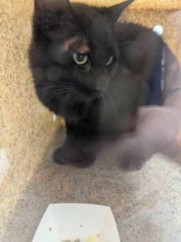 Domestic Short Hair Cats Available for Adoption in Sevierville, Tennessee - Butterfly | PetCurious