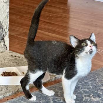 Rowan (bonded with Aelin) -  Domestic Short Hair Cat for Adoption in Santa Rosa, California - Rowan (bonded With Aelin) | PetCurious