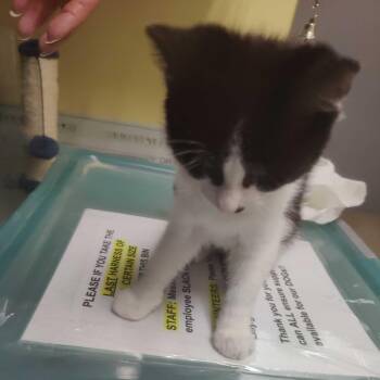 Domestic Short Hair Cats Available for Adoption in Falls Church, Virginia - Electric | PetCurious