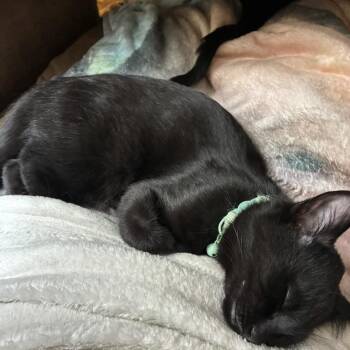 Domestic Short Hair Cats Available for Adoption in Farmington, Minnesota - Lady | PetCurious