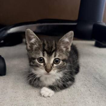 Cherry -  Domestic Short Hair Cat for Adoption in Ferndale, Michigan - Cherry | PetCurious