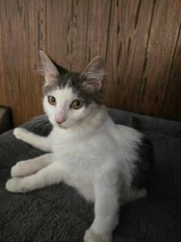 Theodore -  Maine Coon Cat for Adoption in Parlier, California - Theodore | PetCurious