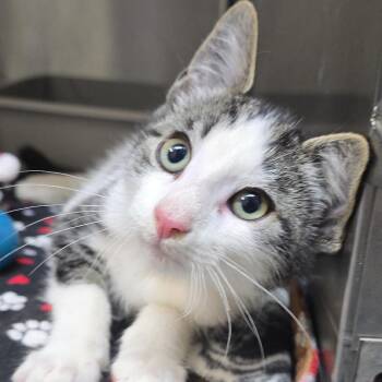 Randolph 26-0604 -  Domestic Short Hair Cat for Adoption in Yanceyville, North Carolina - Randolph 26-0604 | PetCurious