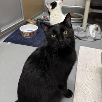 Binx -- Bonded Buddy Of Oreo -  Domestic Short Hair Cat for Adoption in Des Moines, Iowa - Binx -- Bonded Buddy Of Oreo | PetCurious
