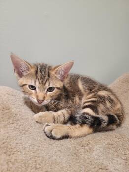 Bamby -  Domestic Short Hair Cat for Adoption in Trenton, New Jersey - Bamby | PetCurious