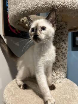 Nova -  Domestic Short Hair Cat for Adoption in Emerald Isle, North Carolina - Nova | PetCurious