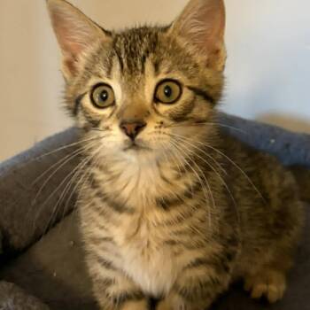 Chassis - Sweet & Loving -  Tabby Cat for Adoption in Hamilton, Ontario - Chassis - Sweet & Loving | PetCurious