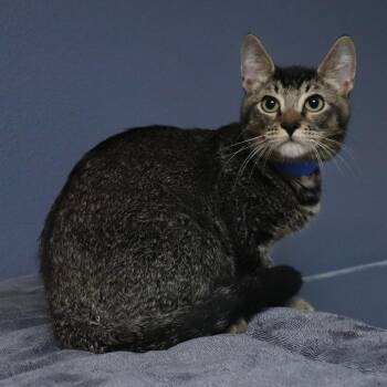 Gregory -  Domestic Short Hair Cat for Adoption in Lakeland, Florida - Gregory | PetCurious