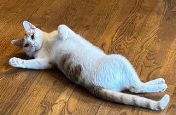 PICCOLO -  Domestic Short Hair Cat for Adoption in Franklin, Tennessee - PICCOLO | PetCurious