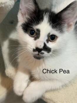 Chick Pea -  Domestic Short Hair Cat for Adoption in Kenosha, Wisconsin - Chick Pea | PetCurious